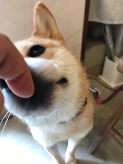 【犬・移動先募集】センター(支所)収容(9/12訪問)_f0242002_15540509.jpg