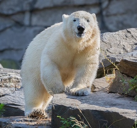 ベルリン動物公園のヘルタ、その強さを感じさせる成長 ～ 多彩な姿が予想される親子関係へ_a0151913_23474119.jpg