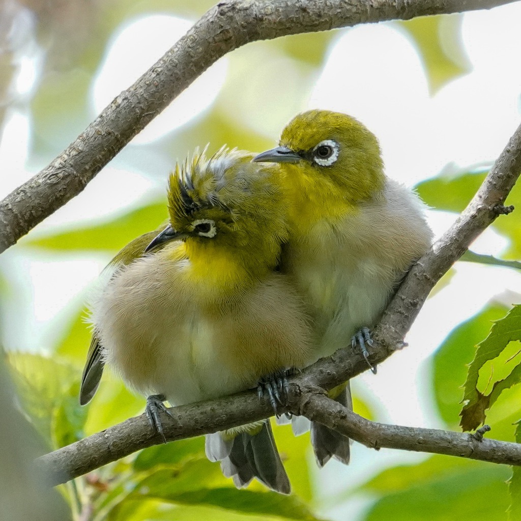 メジロ 続 鳥撮るclub