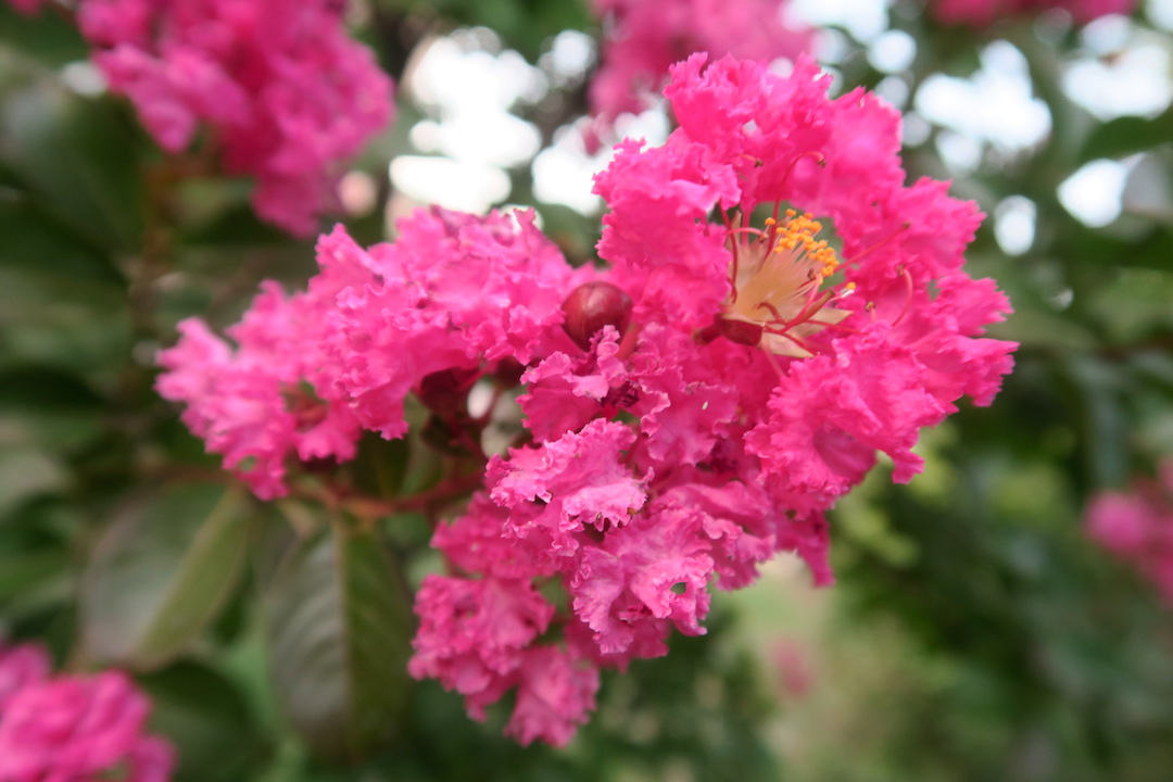 秋の庭と花の色、ピンクはバラ・桃・ナデシコの色_f0234936_6104953.jpg