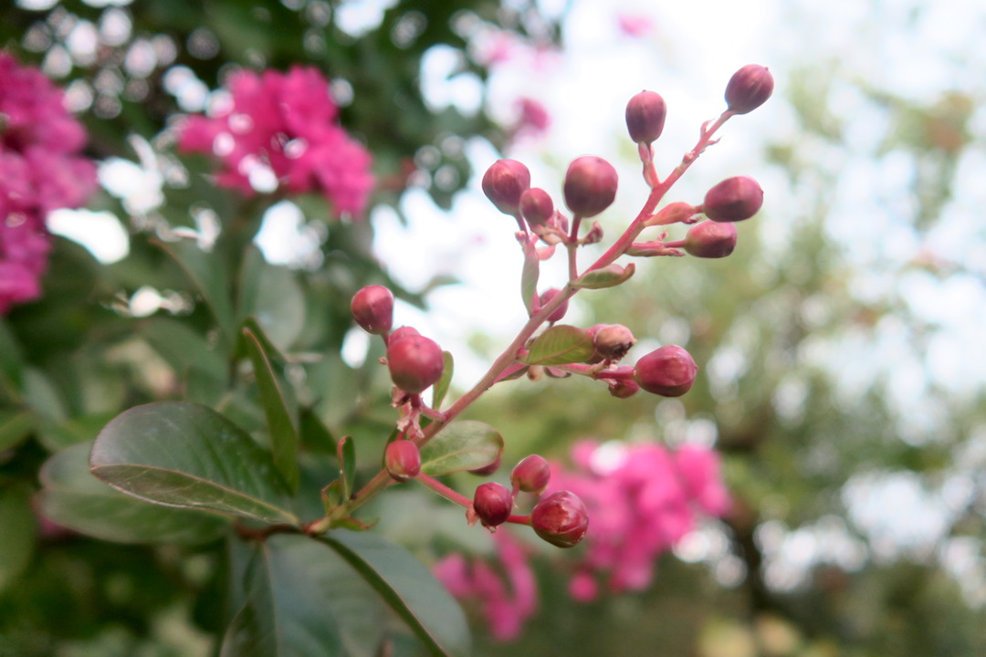 秋の庭と花の色、ピンクはバラ・桃・ナデシコの色_f0234936_6122221.jpg