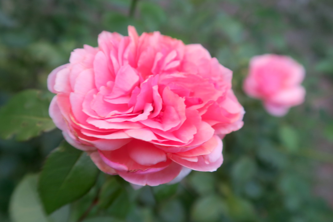 秋の庭と花の色、ピンクはバラ・桃・ナデシコの色_f0234936_621273.jpg