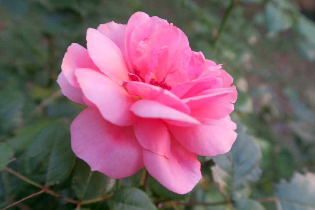 秋の庭と花の色、ピンクはバラ・桃・ナデシコの色_f0234936_6225741.jpg