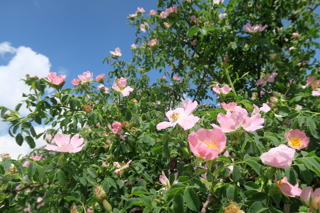 秋の庭と花の色、ピンクはバラ・桃・ナデシコの色_f0234936_6381120.jpg