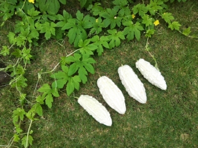 c0330749_10210447.jpg