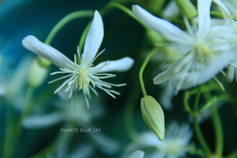 こんな花冠はいかが～～？_c0145250_09403338.jpg