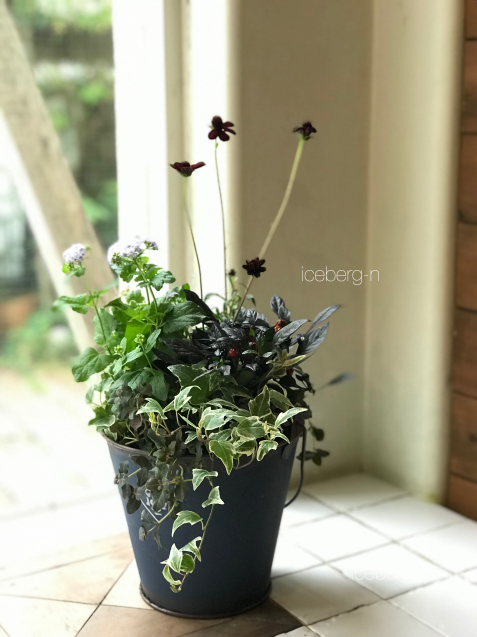 シックな寄せ植え提案です 小さな庭 2 シックな寄せ植え提案です 小さな庭 2