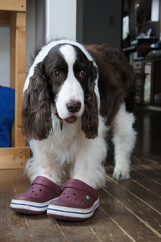 えっ! スリッパ履いたん?_c0338262_15141268.jpg