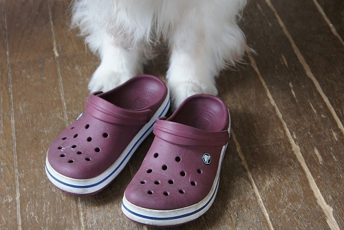 えっ! スリッパ履いたん?_c0338262_15163520.jpg