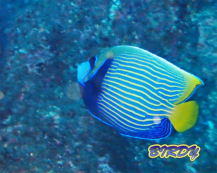 ミヤケベラ_e0273365_10354948.jpg