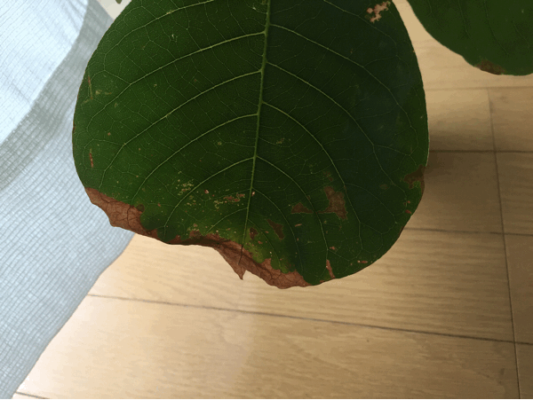 a0275477_09535676.gif