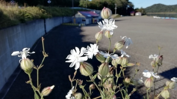 c0212083_17415493.jpg