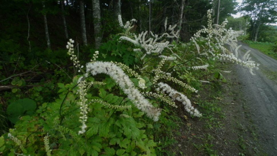 c0212083_20201733.jpg