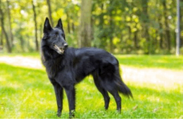 黒い大きな犬 汗 俺が君を助けよう 汗 続 愛が必ず地球人を救う 黒い大きな犬 汗 俺が君を助けよう 汗 続 愛が必ず地球人を救う
