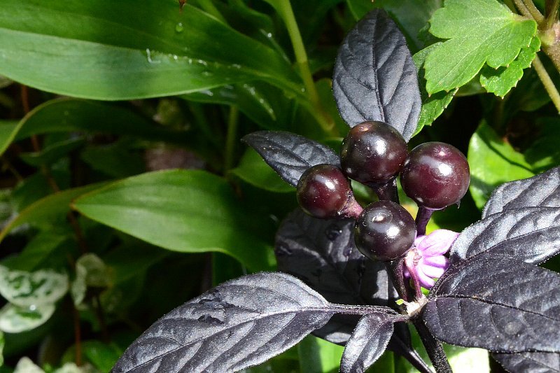 観賞用トウガラシ ブラックパール 百花繚乱