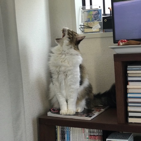 コーデュロイな気分 で 、、、_d0364239_20024692.jpg