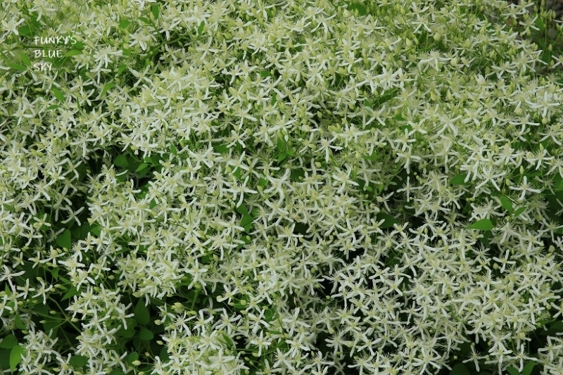 c0145250_11521530.jpg