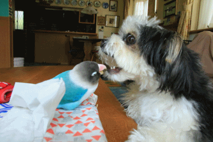 c0145250_15411298.gif