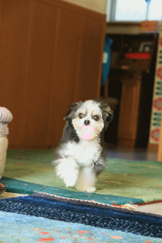 c0145250_15513486.gif