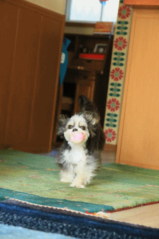 c0145250_15513722.gif
