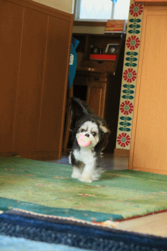 c0145250_15514225.gif