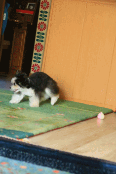c0145250_15515422.gif