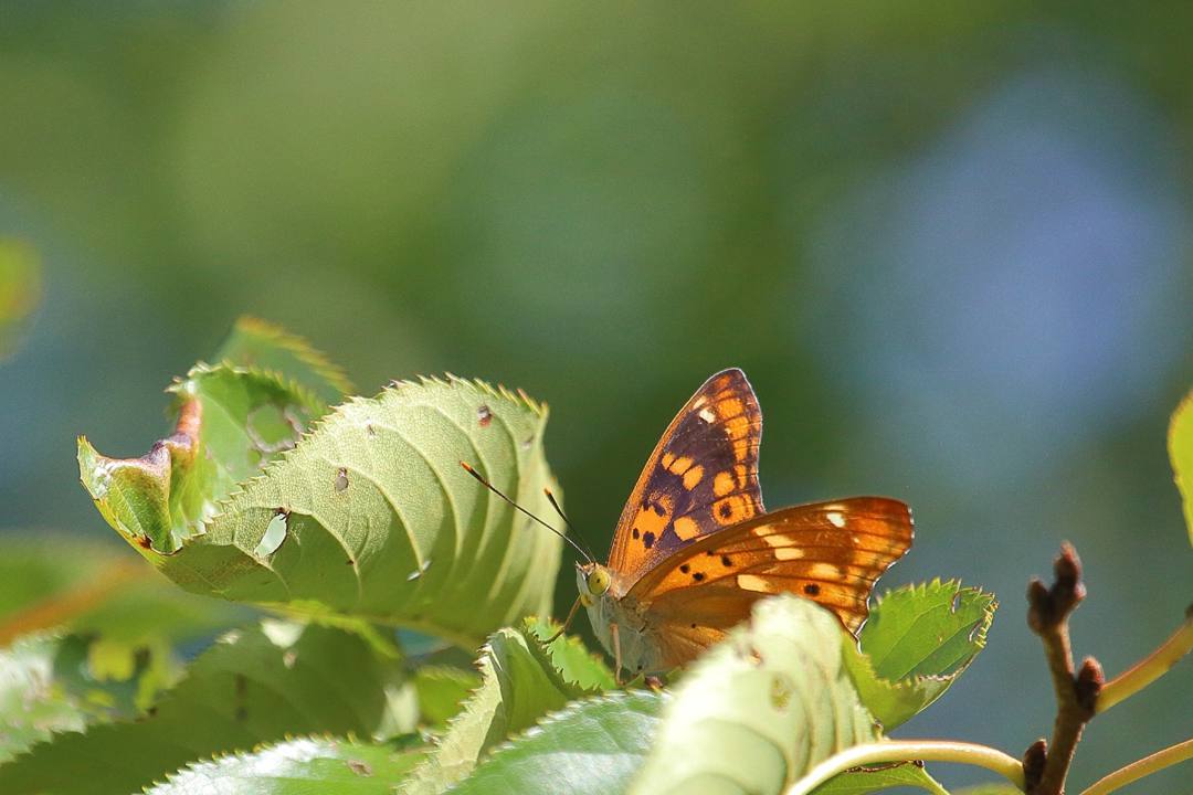 e0403850_08023943.jpg