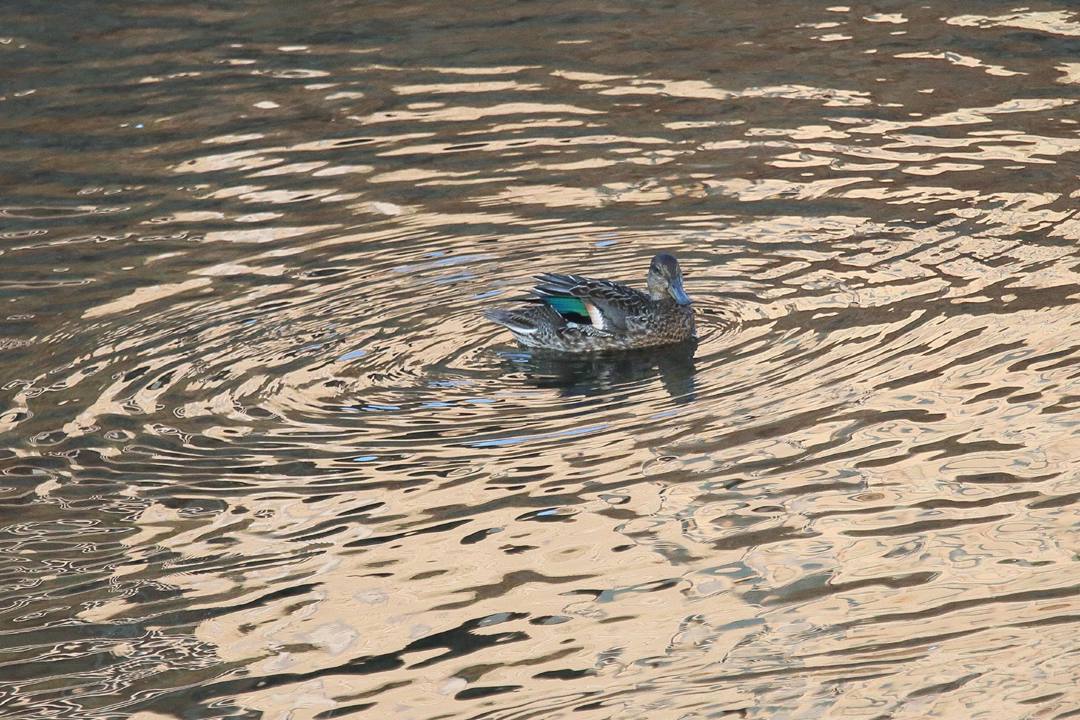 e0403850_20493543.jpg