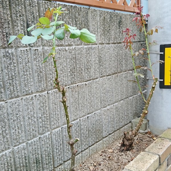 ++薔薇をスッキリさせました*++_e0354456_09281191.jpg