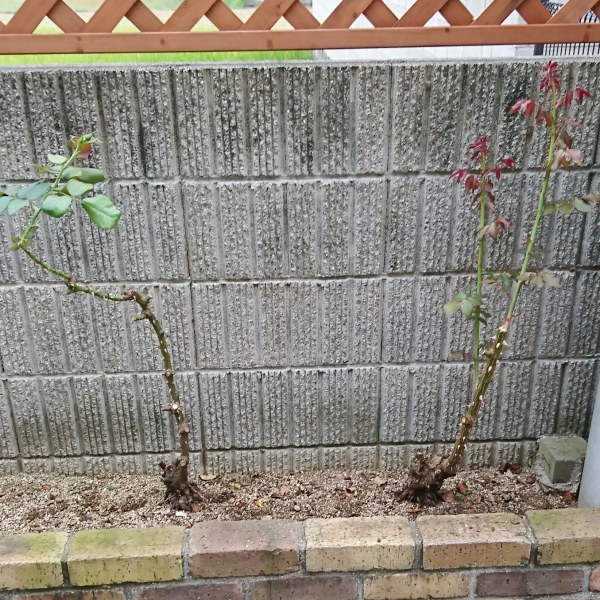 ++薔薇をスッキリさせました*++_e0354456_09285114.jpg
