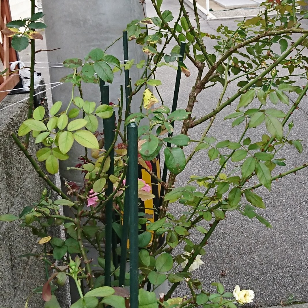 ++薔薇をスッキリさせました*++_e0354456_09290236.jpg