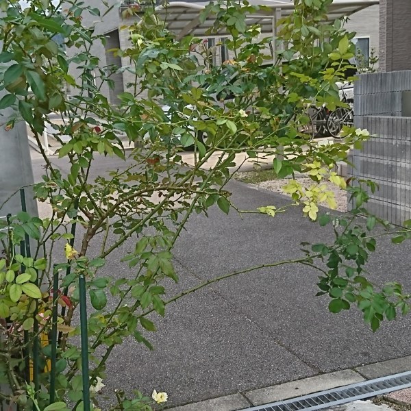 ++薔薇をスッキリさせました*++_e0354456_09291568.jpg