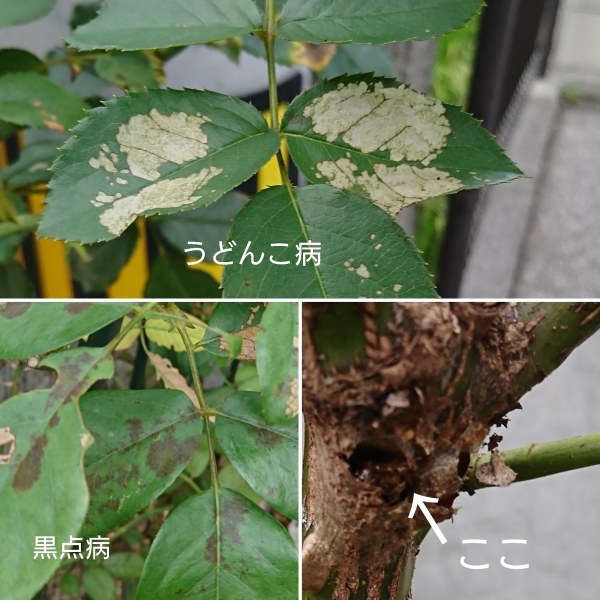 ++薔薇をスッキリさせました*++_e0354456_09293952.jpg
