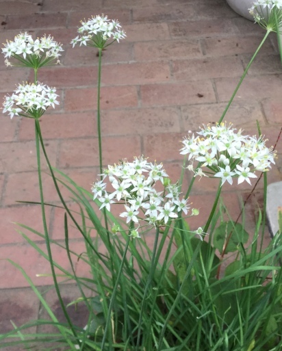 a0053063_17391163.jpeg