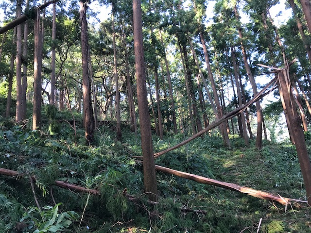 【台風15号の六国見山被害詳報】⓵倒木多発、散策は控えよう_c0014967_09065271.jpg