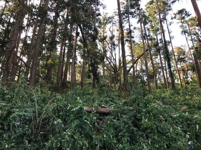 【台風15号の六国見山被害詳報】⓵倒木多発、散策は控えよう_c0014967_09215307.jpg