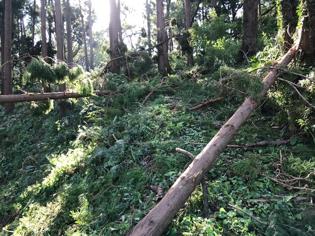 【台風15号の六国見山被害詳報】⓵倒木多発、散策は控えよう_c0014967_09281846.jpg