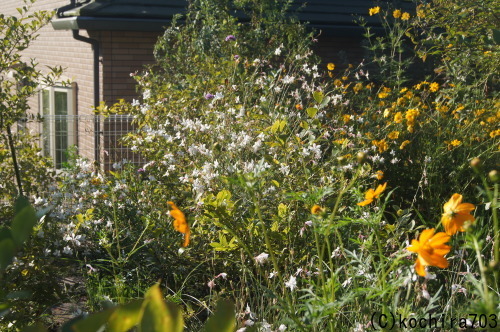 e0181373_20383799.jpg