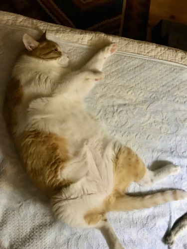 f0054677_08031277.jpeg