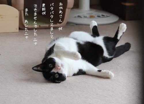 a0216583_00151851.png