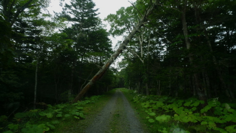 c0212083_17190289.jpg