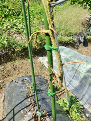 土曜日の兼業農家は菜園の片付け_c0336902_17065307.jpg