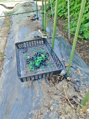 土曜日の兼業農家は菜園の片付け_c0336902_17070132.jpg