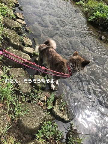 川散歩♪_f0242002_09014923.jpg
