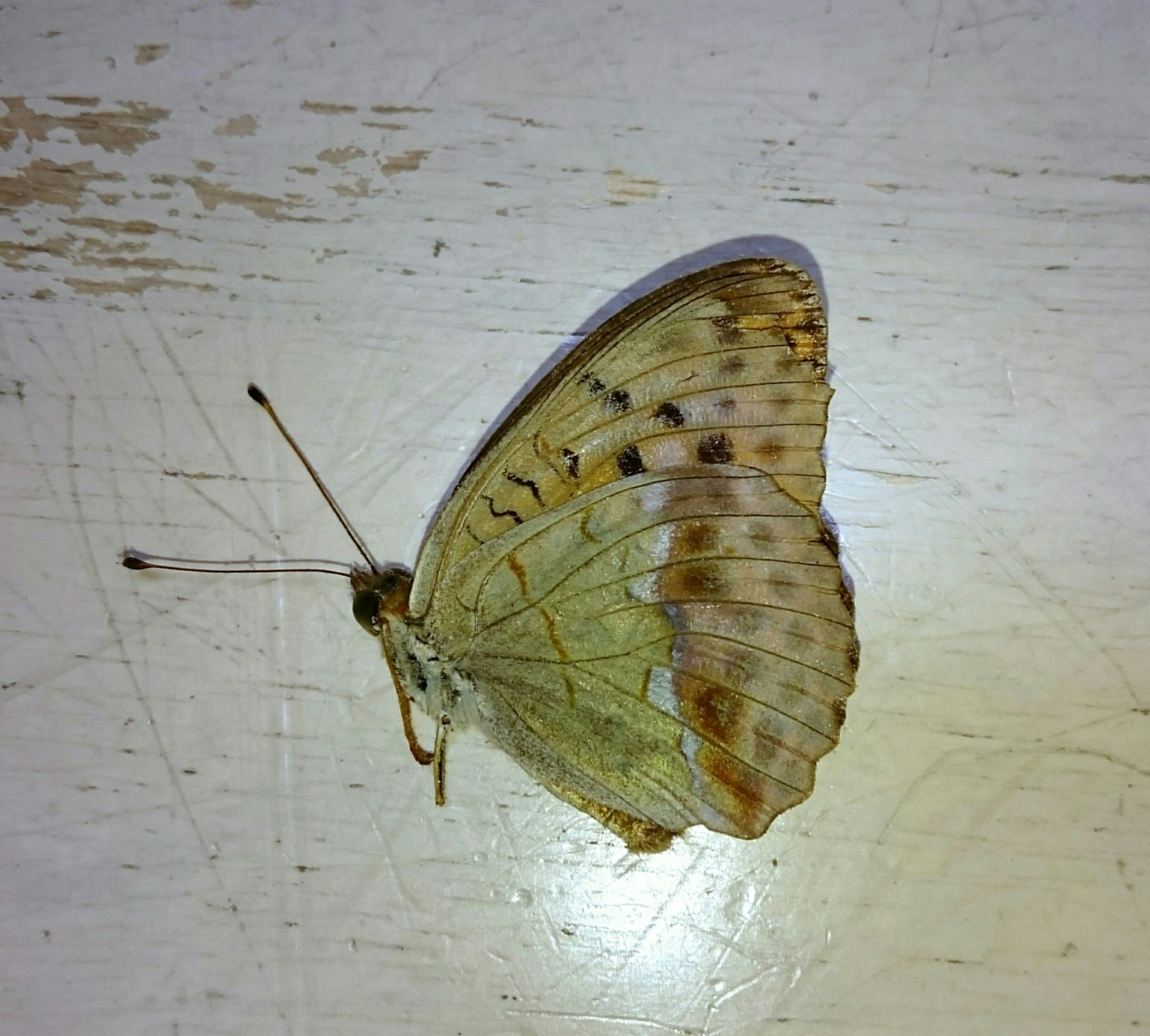 a0361610_16165258.jpg