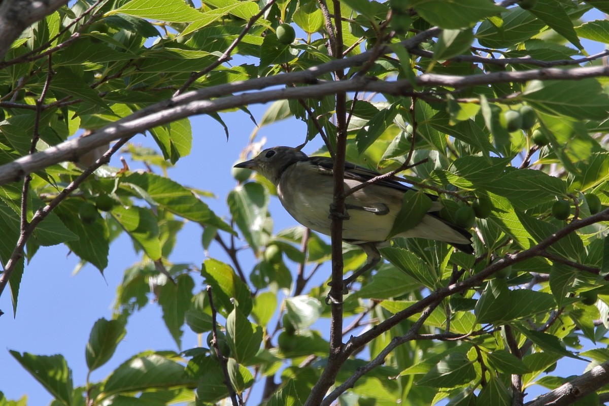 都市公園（2019年9月15日）_f0235311_18273883.jpg