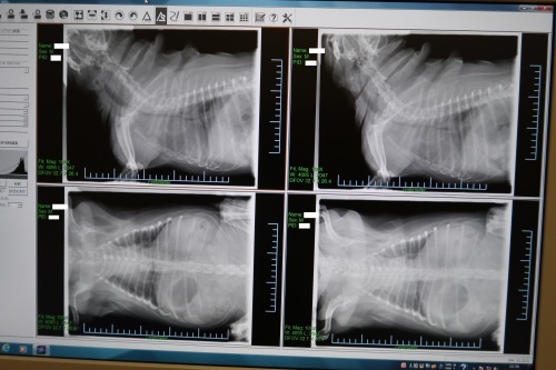 気管支炎 気管気管支軟化症 Web Pug