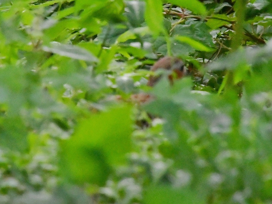 f0340732_17565991.jpg