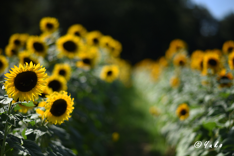 向日葵 2019 #1 / Sunflowers 2019 #1_e0400546_05214750.jpg