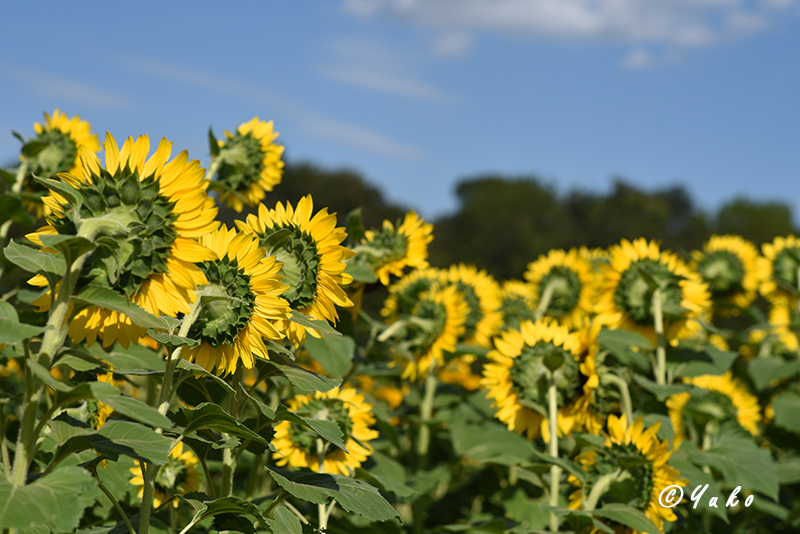 向日葵 2019 #1 / Sunflowers 2019 #1_e0400546_05220291.jpg